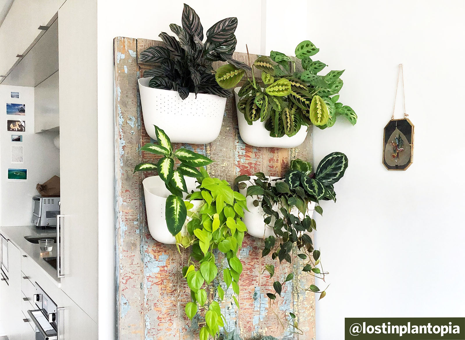 dracaena pet friendly Dracaena Bicolor Cane | Indoor Plants main image 0