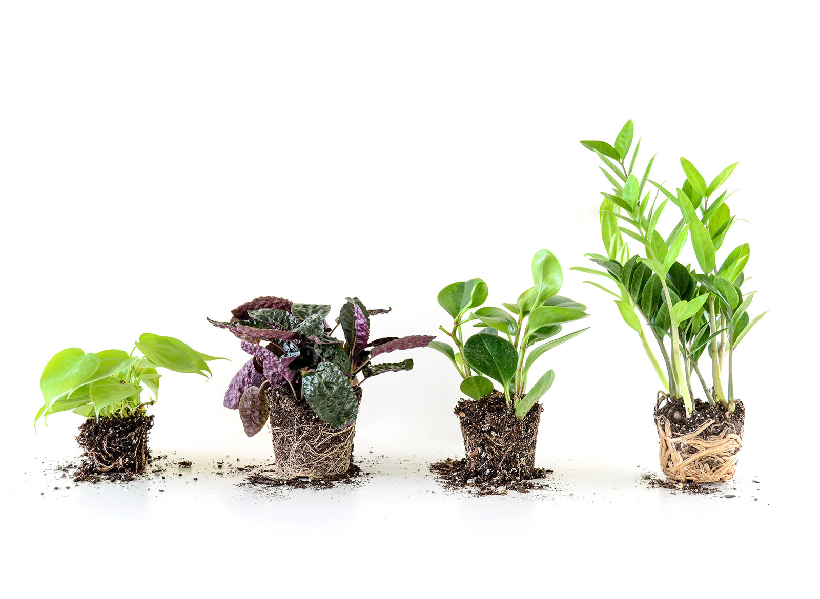 A quick root check method