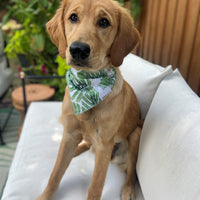 Monstera Pet Bandana