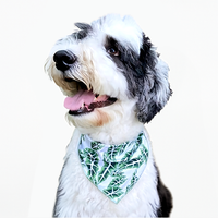 Alocasia Pet Bandana