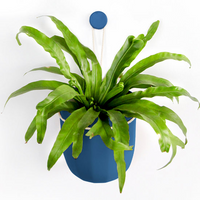 Loop Indigo Hanging Planter