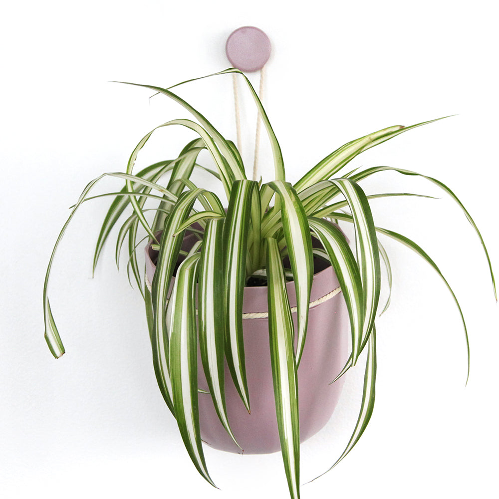 Loop Hanging Planter Lavender