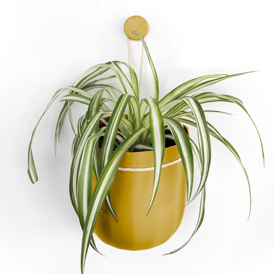 mustard plant pots indoor Loop Yellow Hanging Planter – WallyGrow