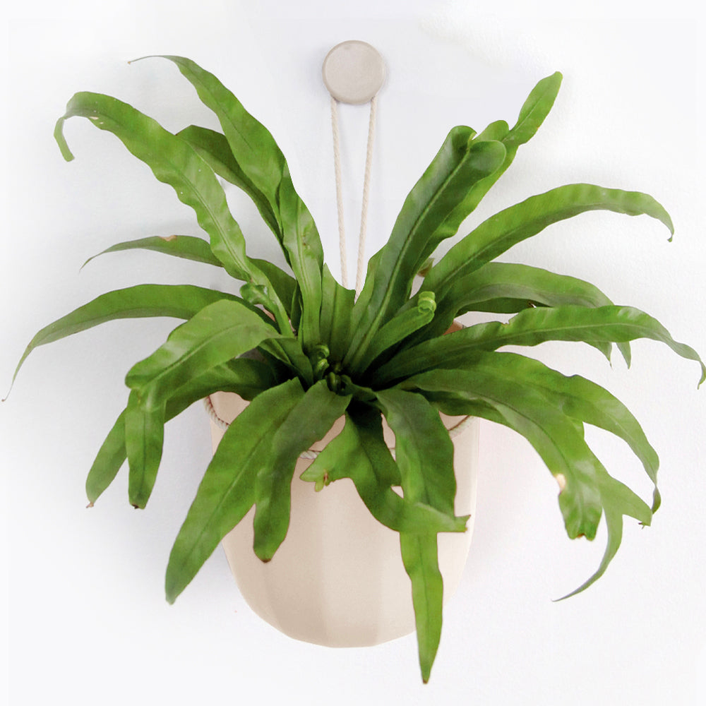 no drip hanging planter Loop Oat Hanging Planter – WallyGrow