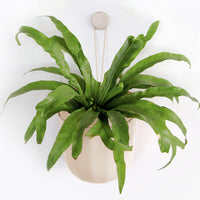 Loop Oat Hanging Planter