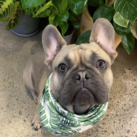 Monstera Pet Bandana