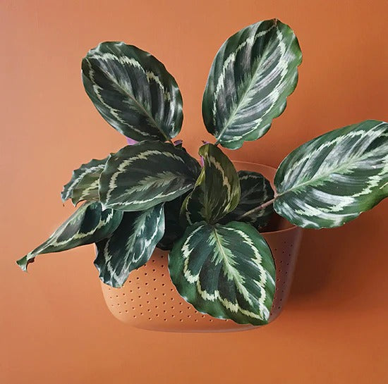 terracotta wall planter indoor WallyGro Eco Wall Planter Terracotta