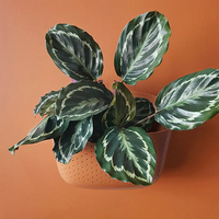 Eco Terracotta Wall Planter