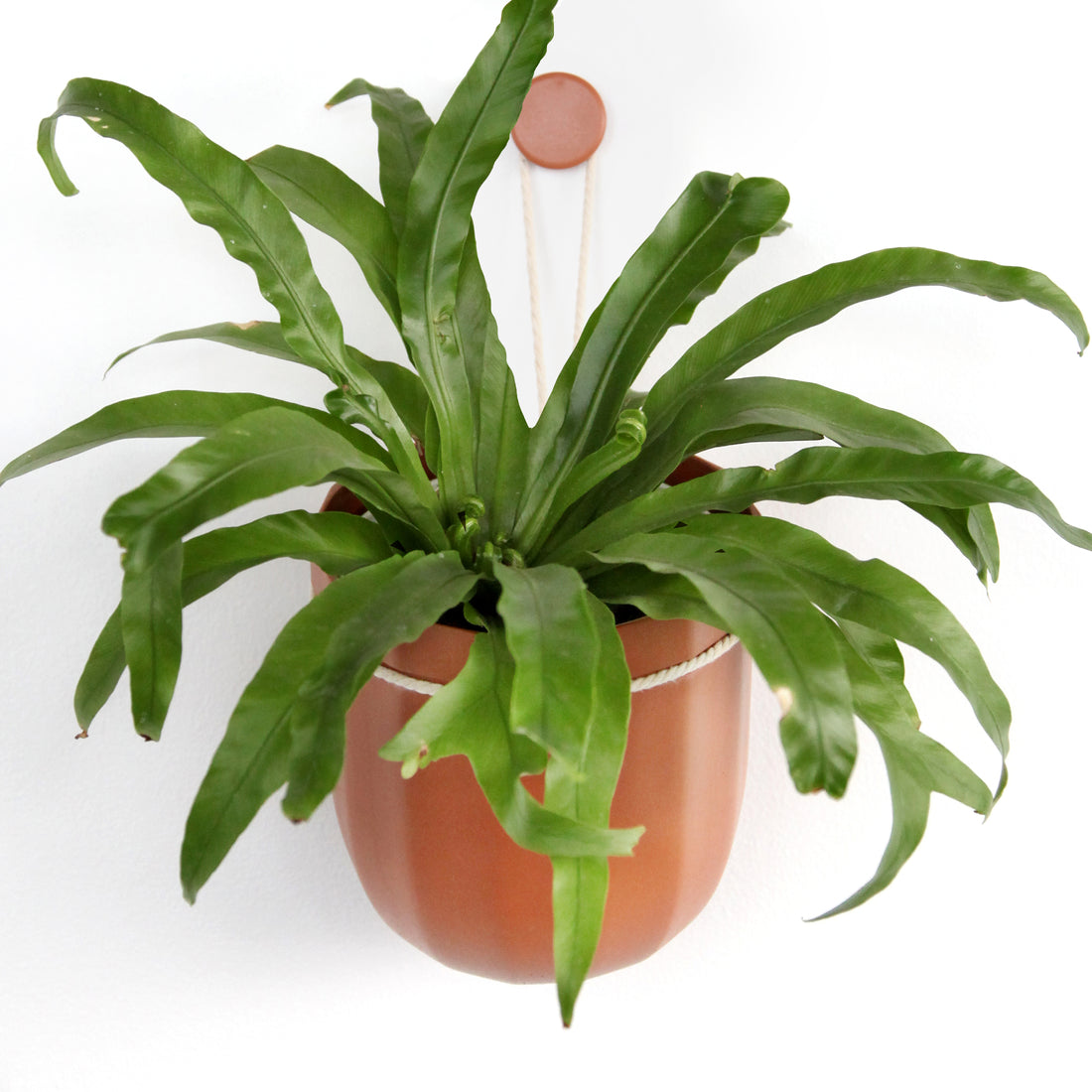 hanging terra cotta planter Loop Hanging Planter Terracotta