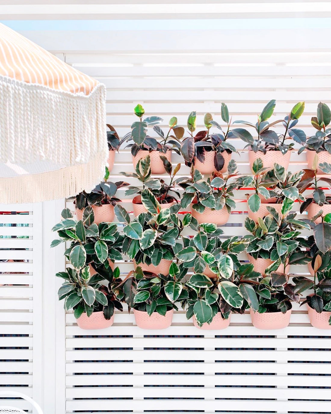 Eco Rose Wall Planter
