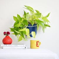 Loop Indigo Hanging Planter