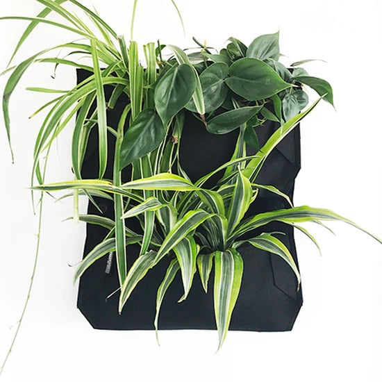 spider plant wall planter Wally Jr 1 Pocket
