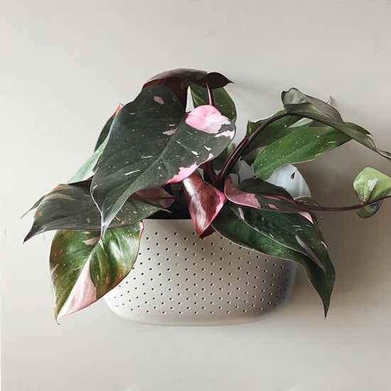 craigslist philodendron Wally Eco Wall Planter Stone