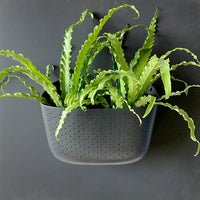 Eco Charcoal Wall Planter