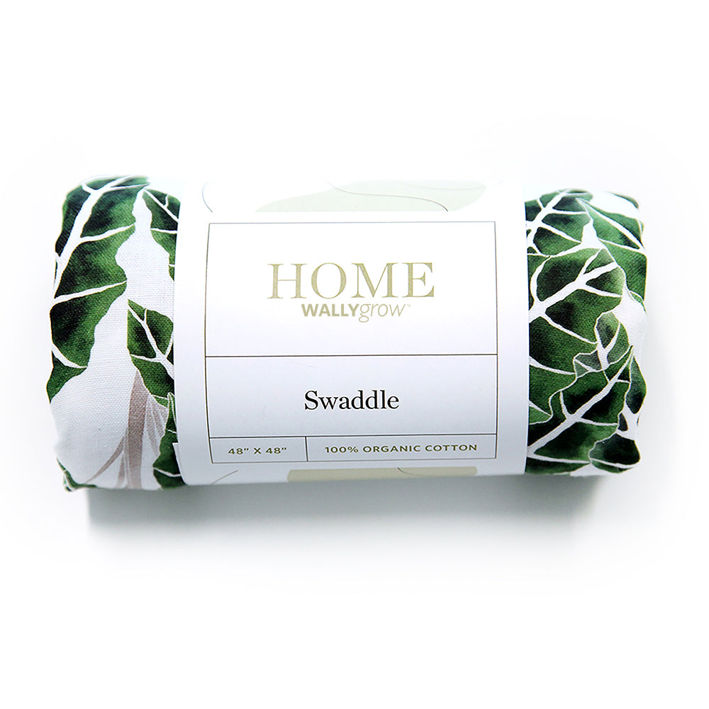 Alocasia Swaddle