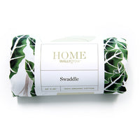 Alocasia Swaddle