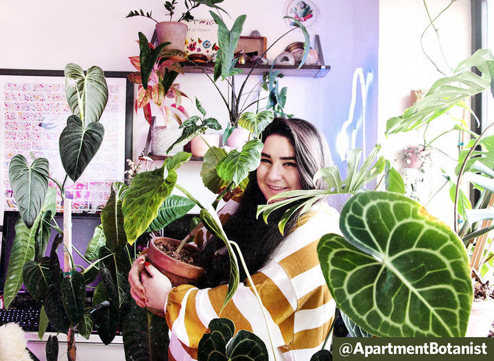 Q&A: Rare Plants and Humidity with @apartmentbotanist