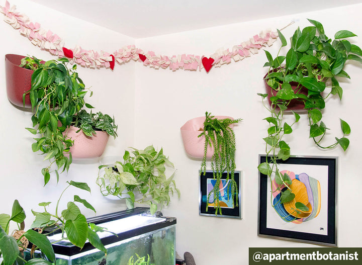 Seasonal Wall Planter Color Refresh in @apartmentbotanist's Apartment Plant Wall