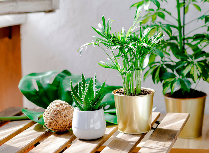 How To Bring Your Outdoor Plants Inside For The Season