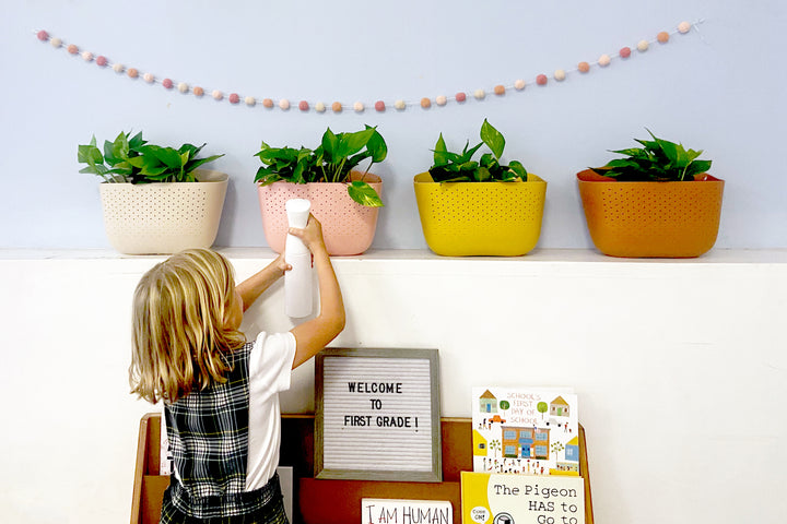 Benefits Of Plants In The Classroom