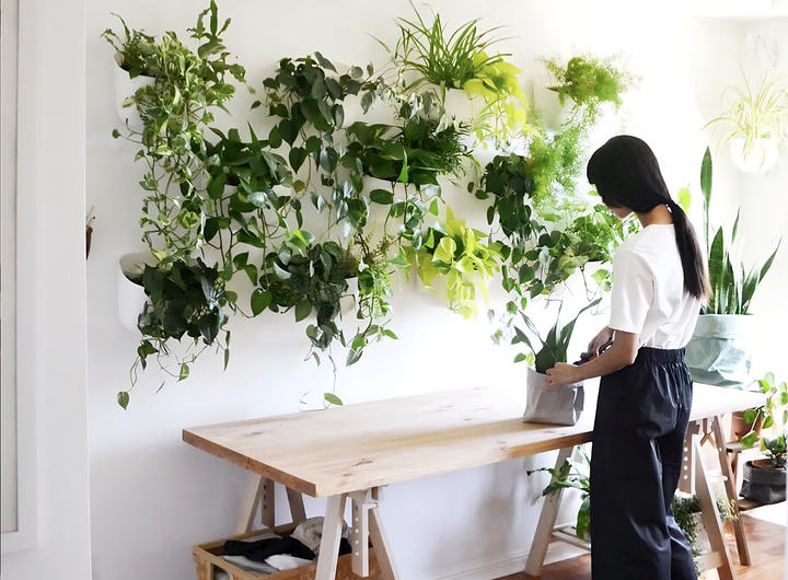 From Succulents to Ferns: Choosing the Right Indoor Plants for Your Lifestyle