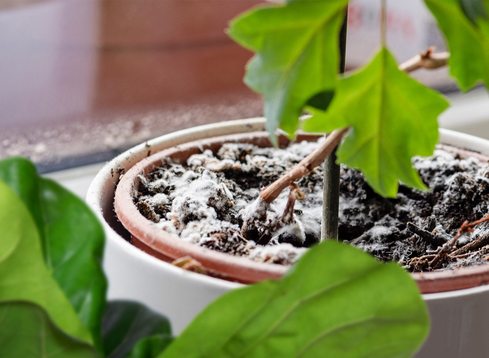 Mushrooms in Your Houseplants: How to Eliminate Fungus for Good