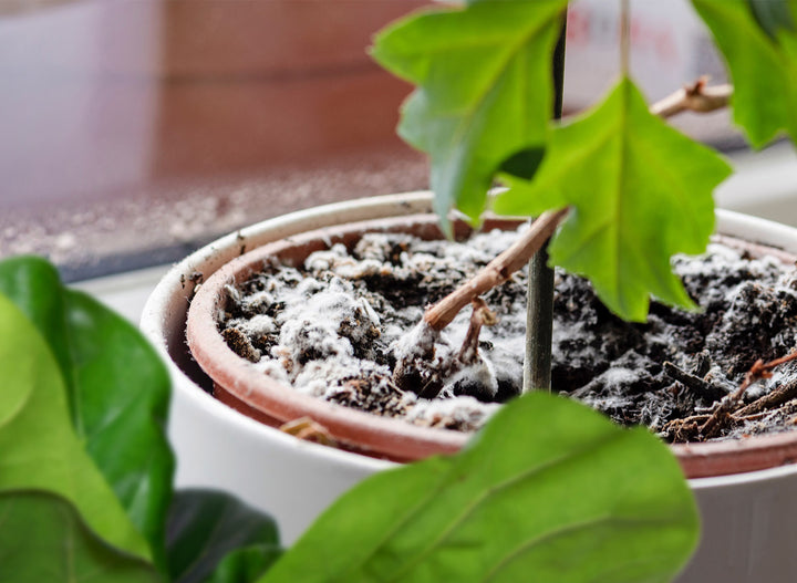 A Guide to Fungus and Houseplants (What's Harmful and What's Not, and How To Fix It)
