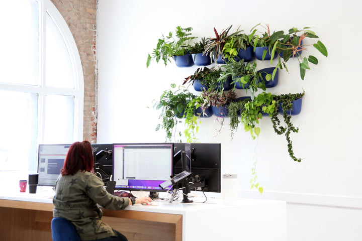 Plants in the Workplace Featuring Kazoo Media