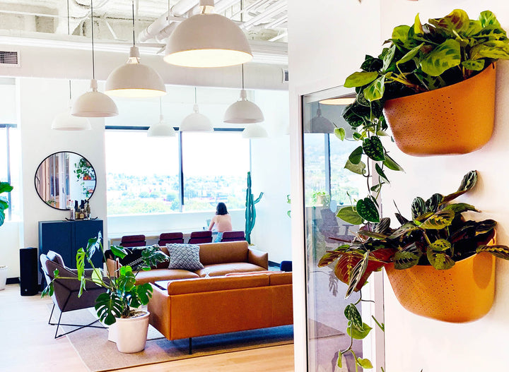 Why You Should Add Plants To Your Workspace
