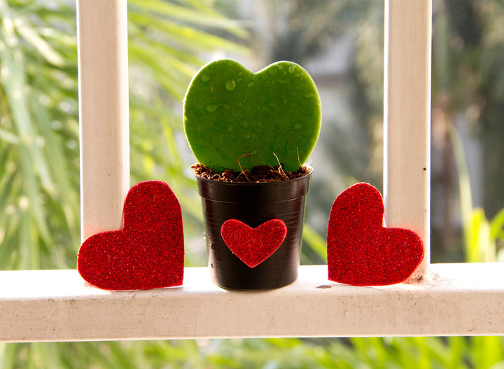 Our Top 5 Most Romantic Houseplants to Give as Gifts