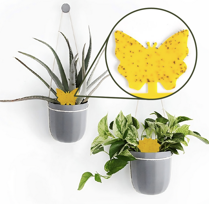 How To Get Rid Of Gnats On Houseplants