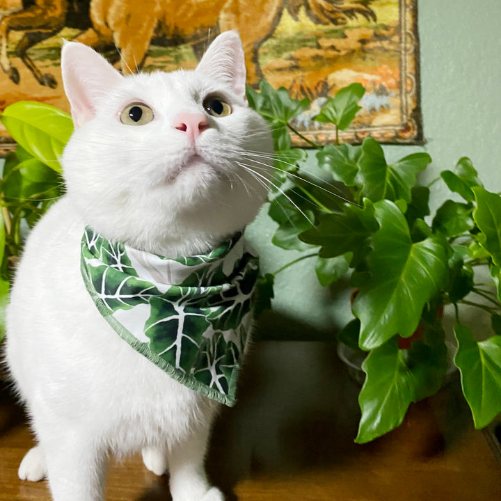Top 5 Pet friendly plants for your home