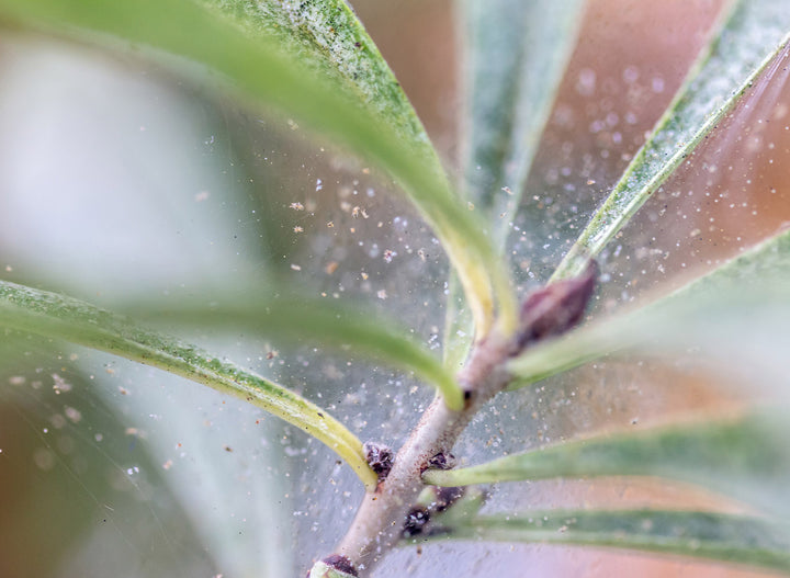 How To Get Rid Of Spider Mites On Houseplants