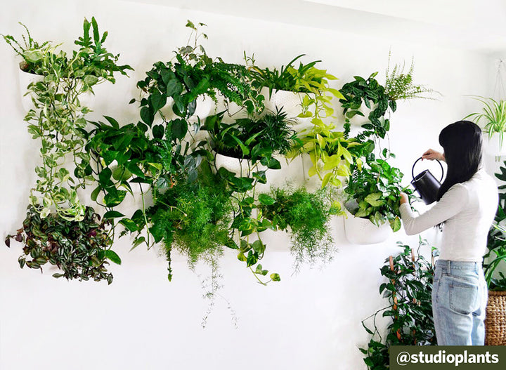 From Unboxing to 3 Months Later: the Living Wall Experience with @studioplants