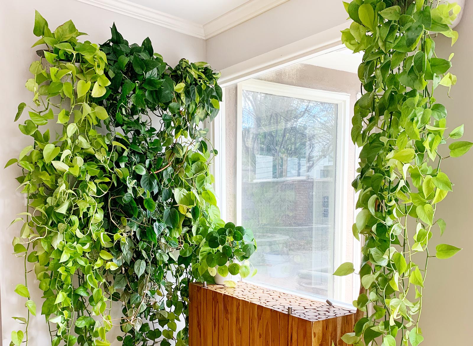 droopy money tree Full Size Money Tree