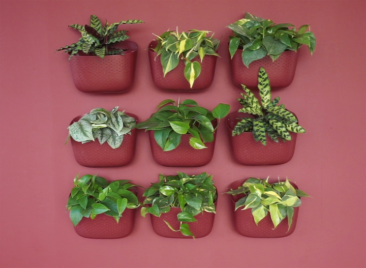Easy Steps to Create a New Plant Wall