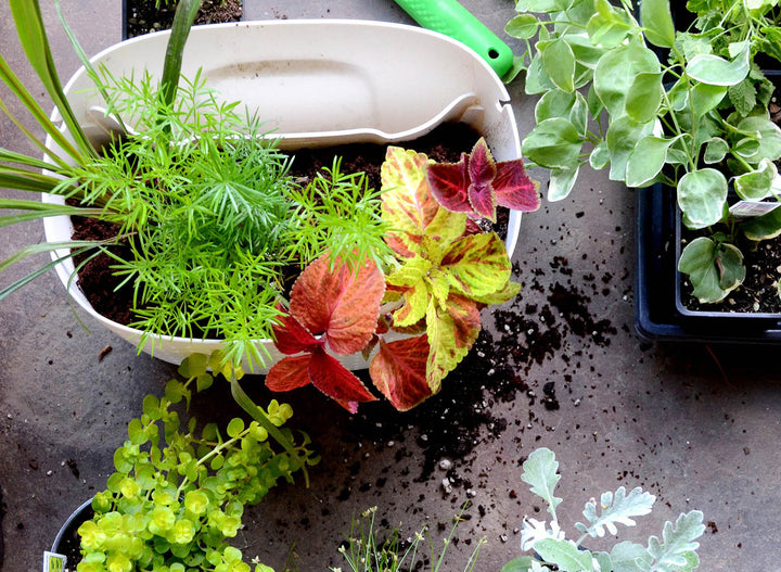 How To Water the Eco Wall Planter