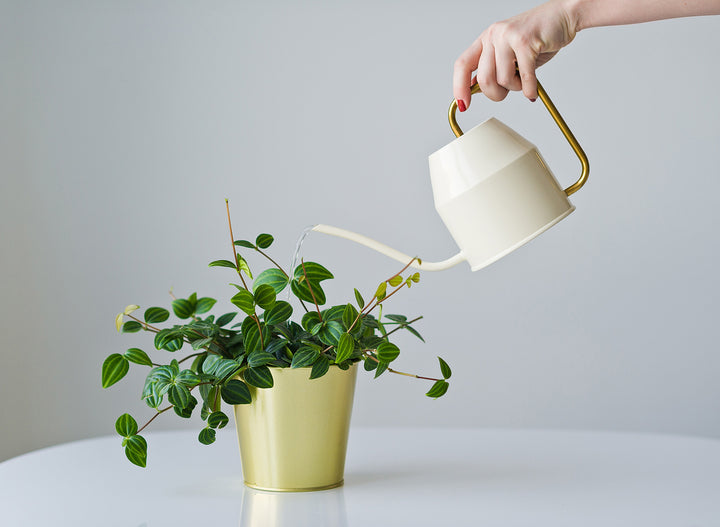 Over or Under Watering? The Essential Guide To Watering Your Houseplants