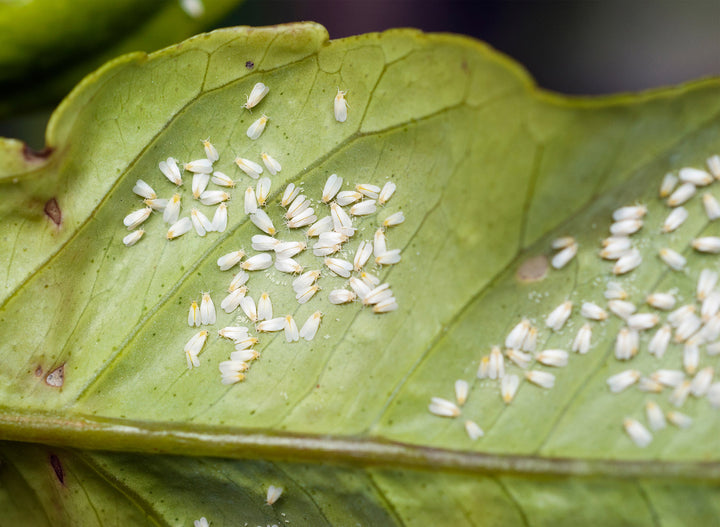 How To Get Rid of Whiteflies on Houseplants