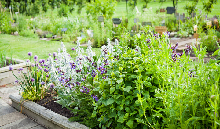 Healthy Lifestyle: Cultivate Healing Herbs in Your Garden