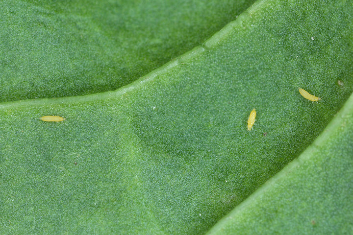How to Get Rid of Thrips on Houseplants