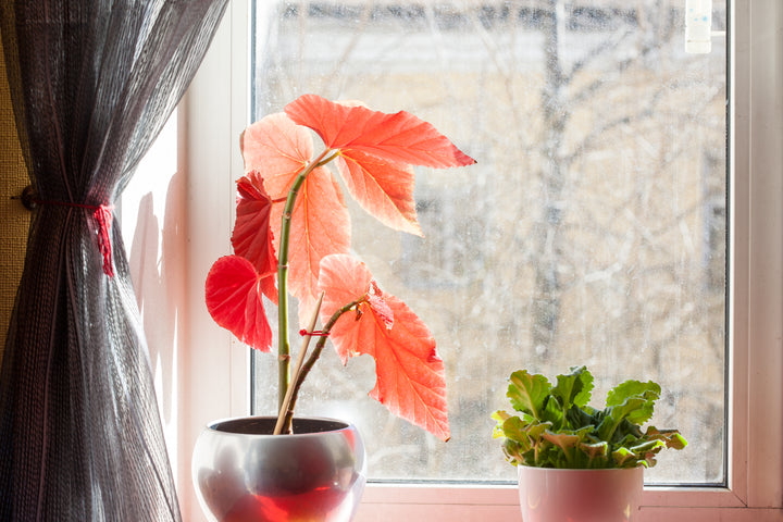 Top ways to keep plants healthy in the winter