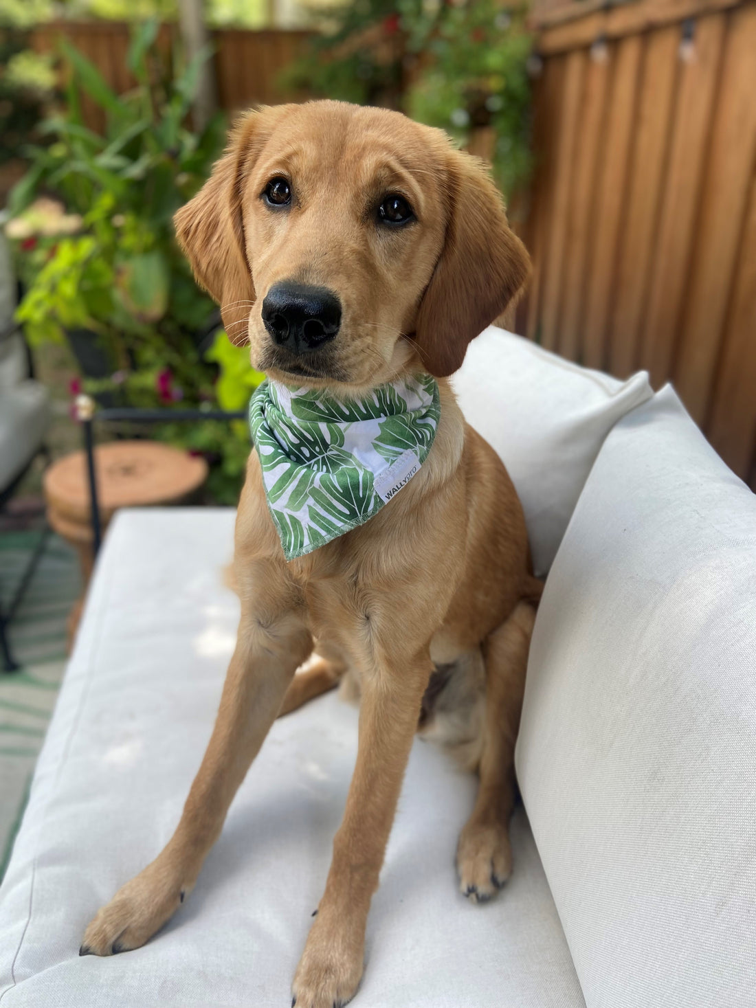 Monstera Pet Bandana