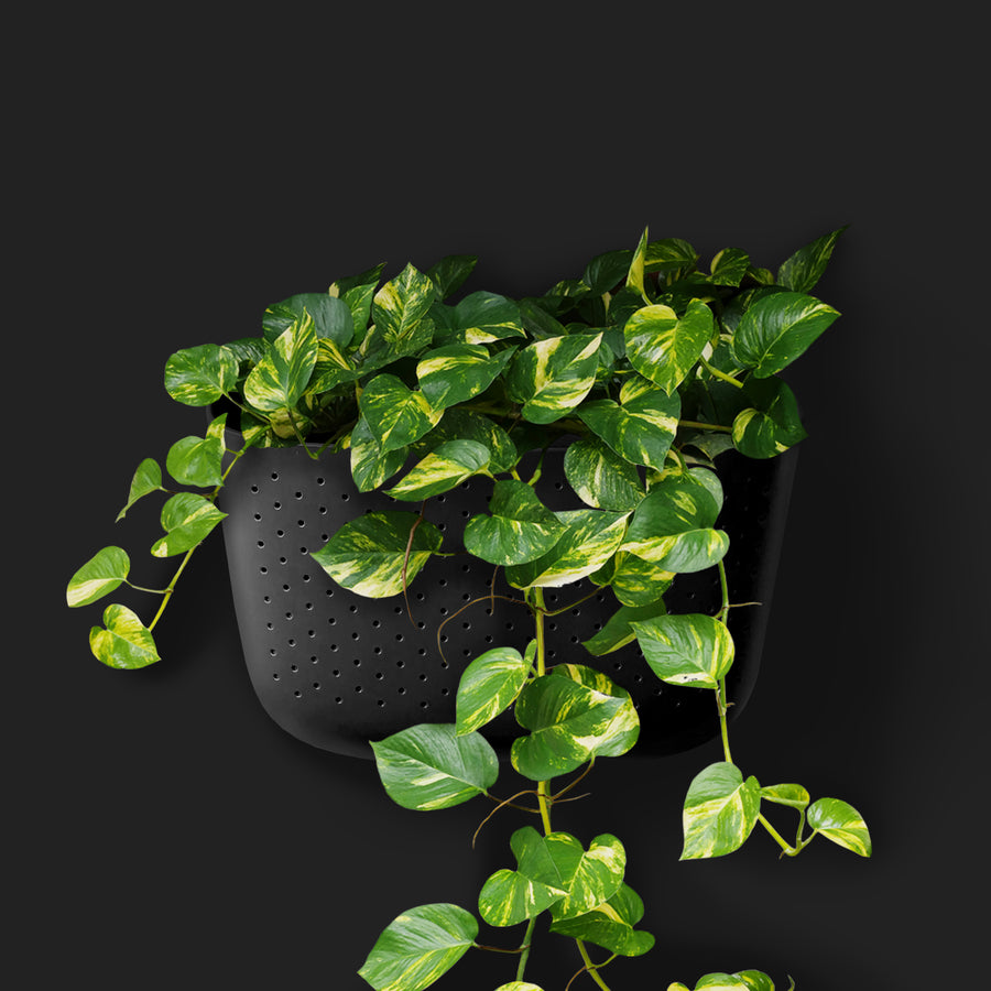 hanging planter black Eco Black Wall Planter