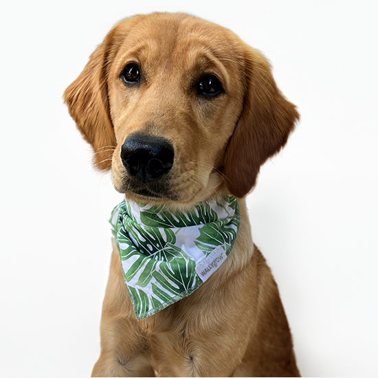 Monstera Pet Bandana