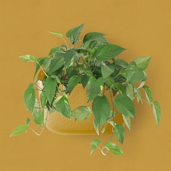 Eco Mustard Wall Planter