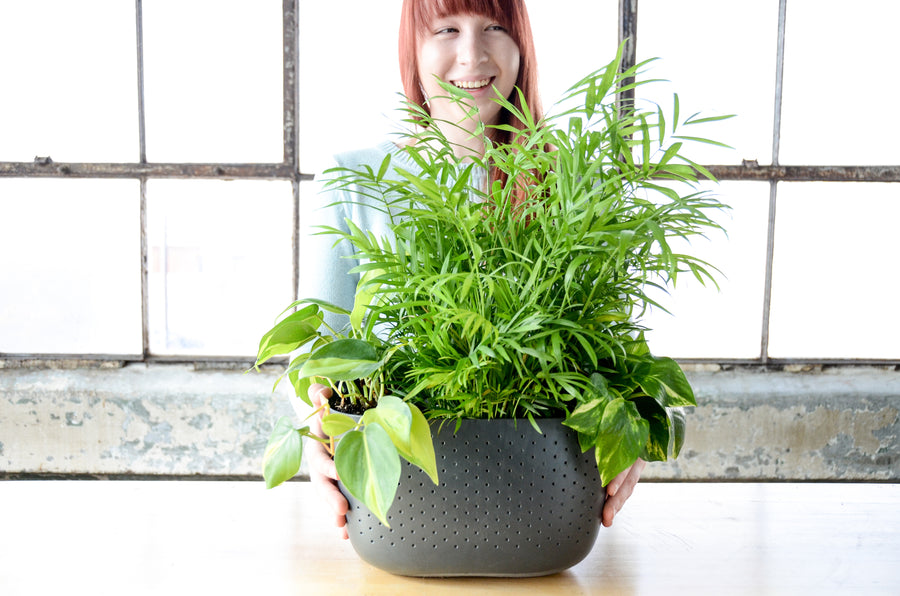 charcoal potted plants Eco Charcoal Wall Planter