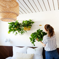 Eco Mustard Wall Planter