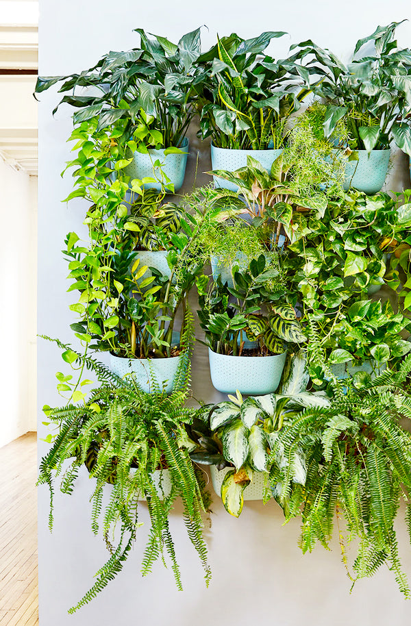 green wall plant pots Wally Eco Planter