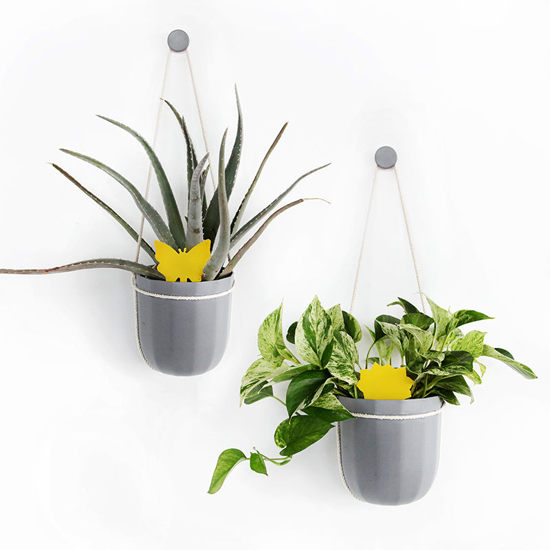 gnat traps for indoor plants Gnat Sticky Trap